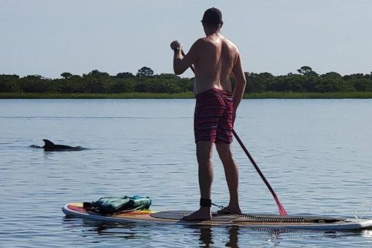 Paddle Board Dolphin Tour