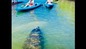Paddleboarding with a guide